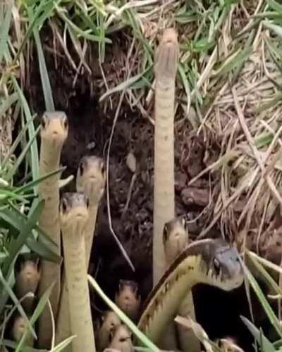 Snakes paying attention