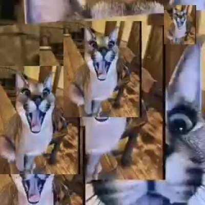 floppa jumpscare (headphone warning)