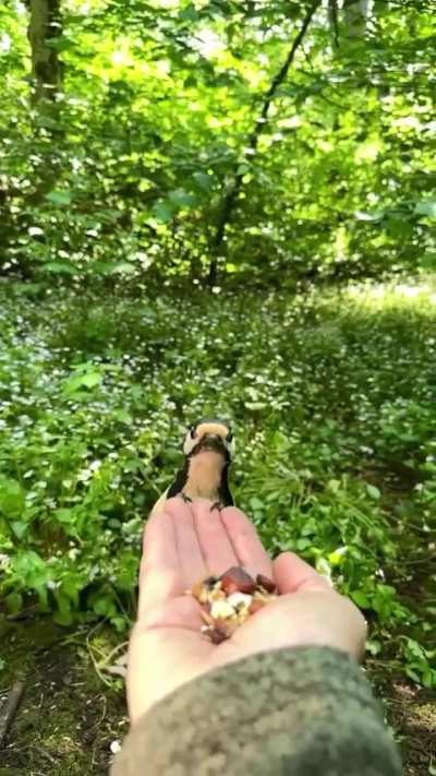 🔥 A woodpecker takes food from a man's hand.