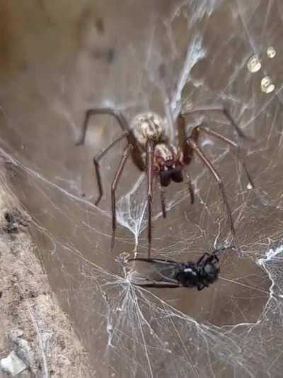 An unknown spider snatching its prey and running off with it. Footage is slowed down 8 times. ID welcome, found in central Poland