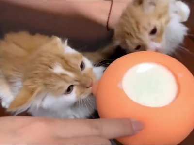 Look at those ears, they were about to take-off