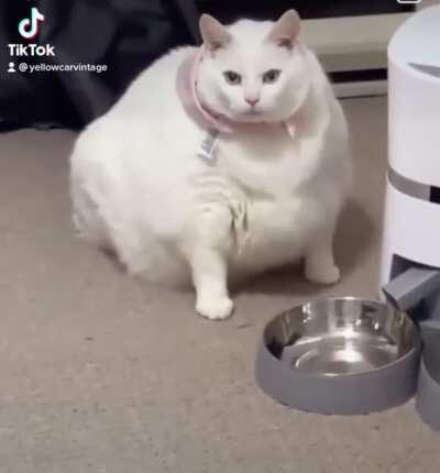 not sure if this has been posted here yet but.. but chonka