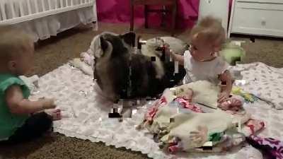 Весёлый Хаски