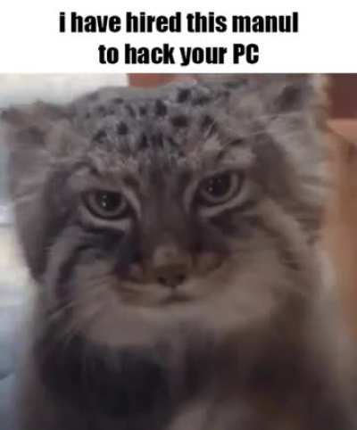 cat of the day 548 beep boop beep boop