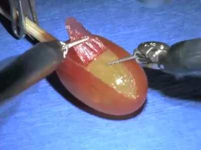 Performing a surgery on a grape to show how precise the machine is.