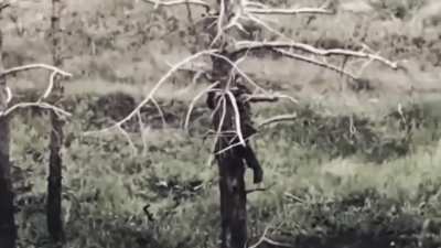A Russian soldier attempted to hide from a Ukrainian FPV by climbing a tree somewhere along the frontline in Ukraine.