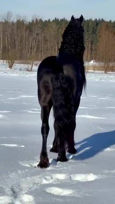 Beautiful Friesian horse