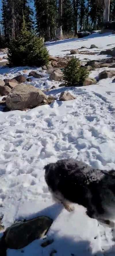 Zoomie play fighting 😊