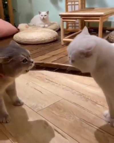 Can someone who understands cat language translate it?