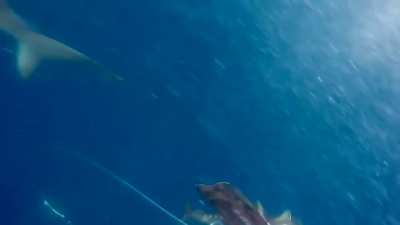 Fishing for yellowfin tuna gets abit awkward…