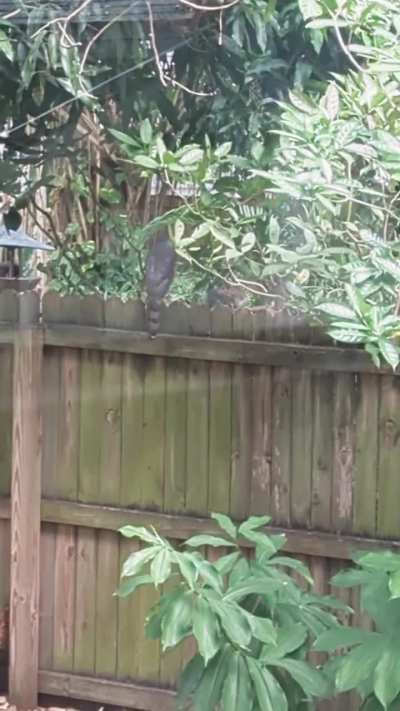 Unhinged behavior from a fearless squirrel today.