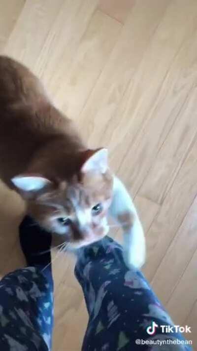 Found this loud kitty on Tiktok