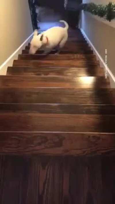 I think my dog is broken 😂🤣