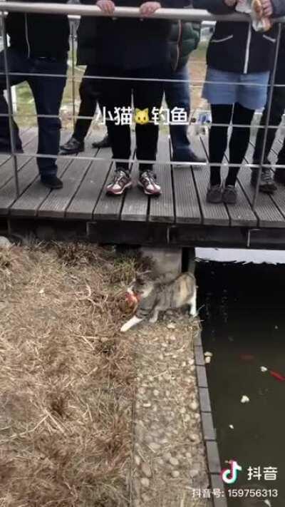 Cat catching a fish while people watching