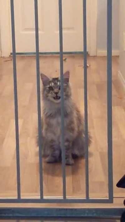 She refuses to learn to jump over the gate