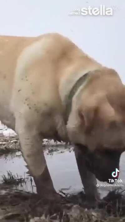 I've never seen a dog do so much