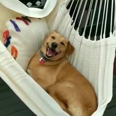 Happy doggo