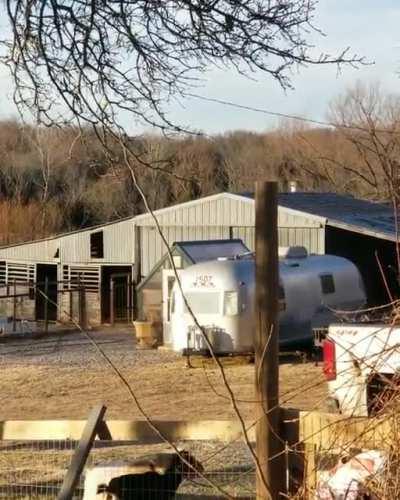 How the Grinch fed the goats on Christmas.