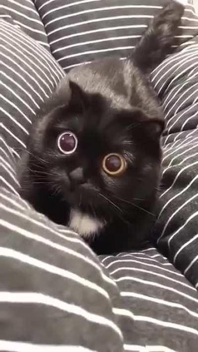 Hypno eyes.