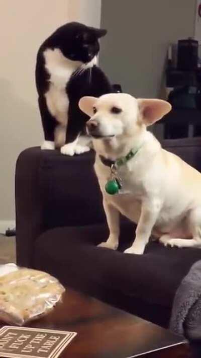 A cat thinks long before hitting a dog