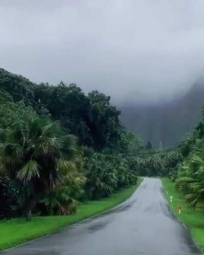 Light rain in Ho’omaluhia Botanic Garden