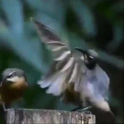 Odd Bird Seduction Techniques