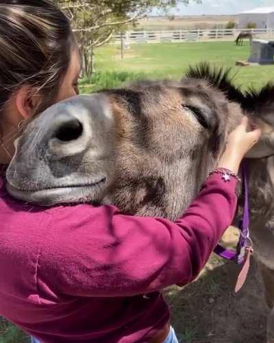 Kiowa is a snuggle bug (@Longhopes Donkey Shelter)