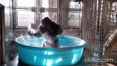 Giant silverback having an absolute blast