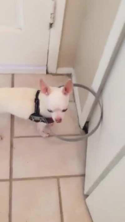 Blind Dog Was Scared To Walk. So Owner Made This For Him