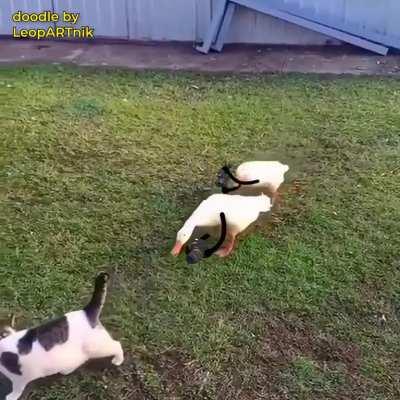 📸 Paparazzi Ducks 📸