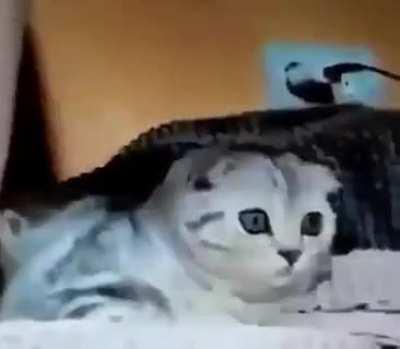 such brutal action, poor cat