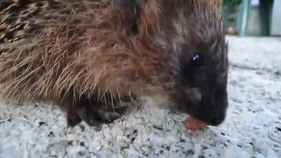 Igel Brudi klaut Katze immer Futter. Katze sagt nein. Hab' ihm deswegen eine kleine Portion zum abschmatzen serviert, und wie es aussieht, schmeckt es ihm vorzüglich!