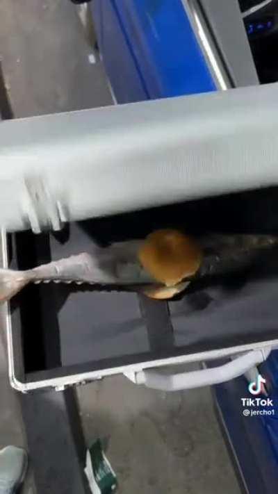 Gen Z Chaotic Humour Be Like