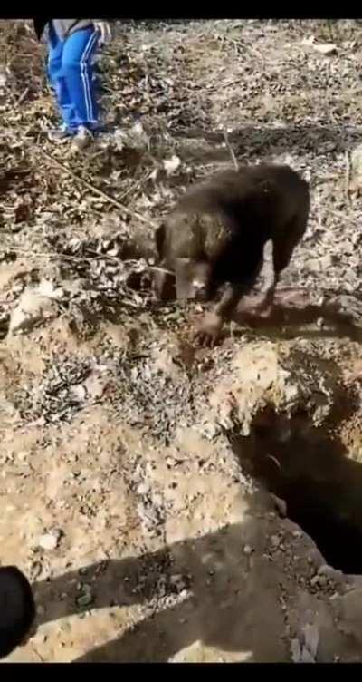 those dogs are so funny ðð¤£