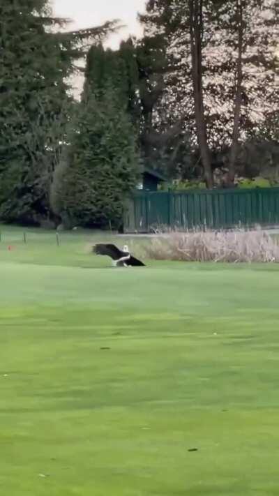 Bald eagle snatches a sea gull in mid-air at a golf course