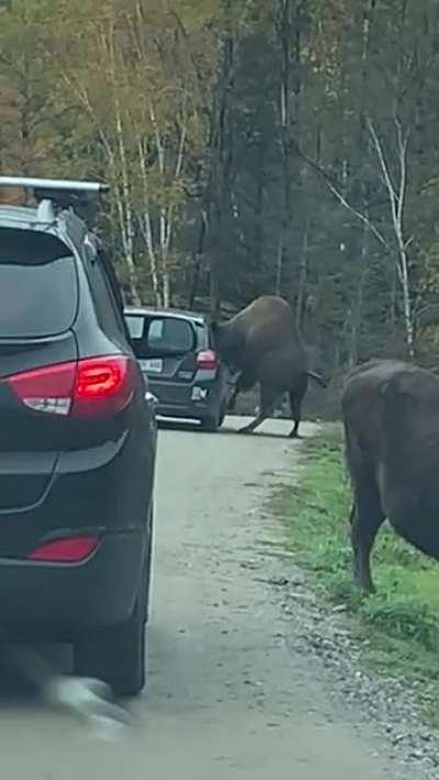 Idiot in a car opens the window for a bison.