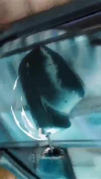 Who woke up and decided to drop this disgustingly perfect-ass edit