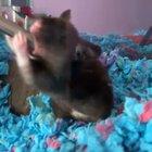 My hamster might be a little gay