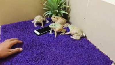 Frogs doing whatever this is.