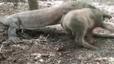 Komodo Dragon killing a Water Buffalo calf