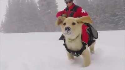 An avalanche rescue pupper's training