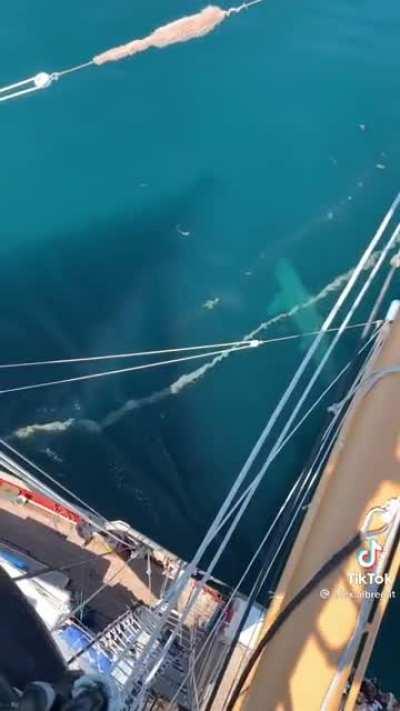 The size of this beast is terrifying….