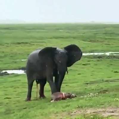 🔥 Elephant Gives Birth to her Calf In Masai Mara Reserve..