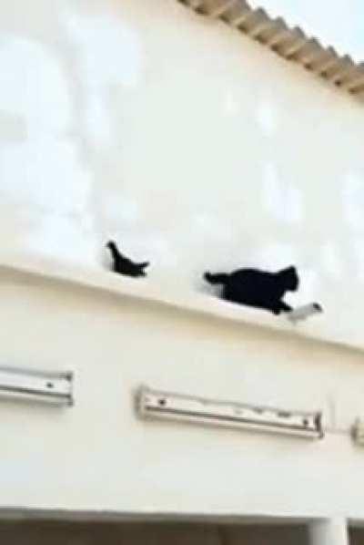 Dick pulls a fast one on a cat