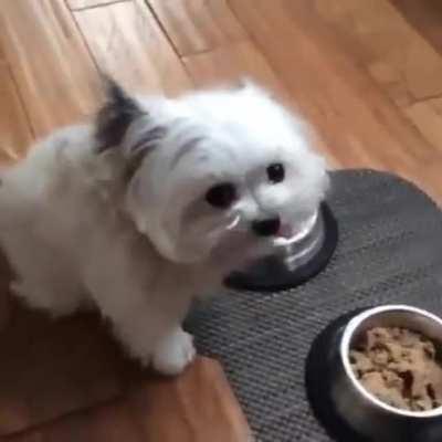 food? FoOd? FOOD?! YAYAYAYAYAY thanks hooman.....