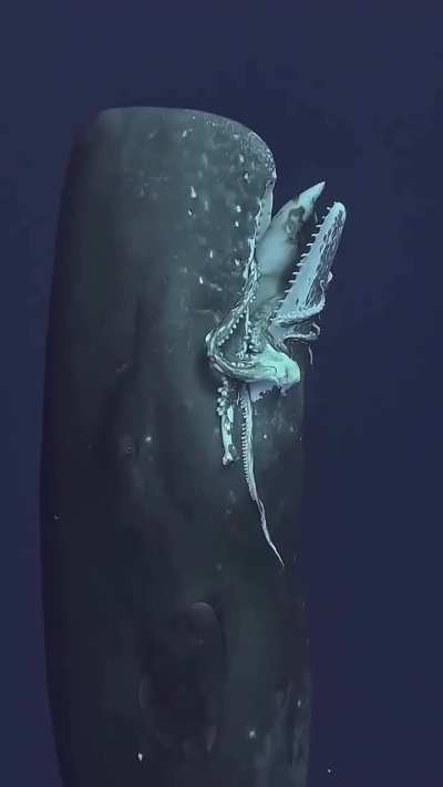 A Sprem Whale With a Giant Squid in its Mouth