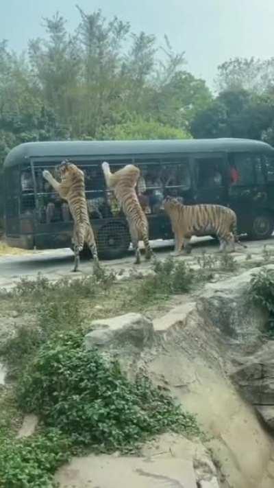 🔥 Tigers were brought to show people for entertainment