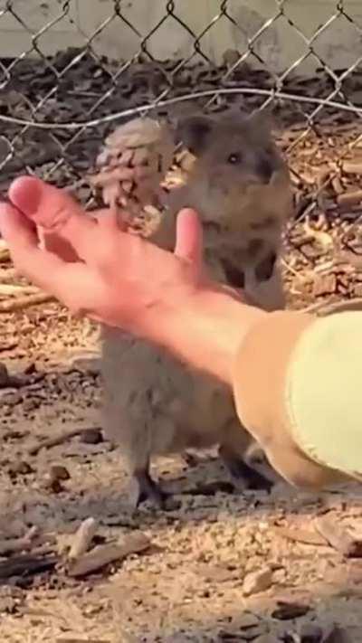 Entertaining a Quokka