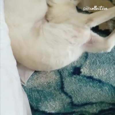 This doggo loves flexing flexibility