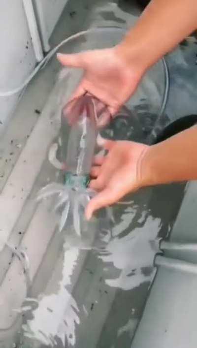 This incredible color-changing deep sea squid
